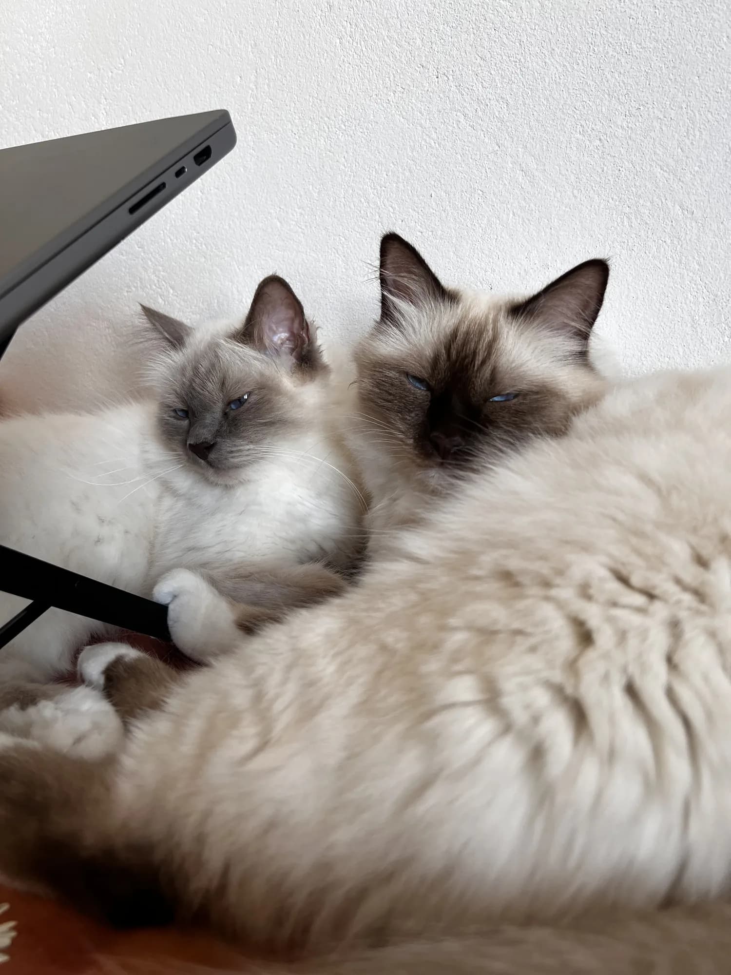 Haru and Ren resting close