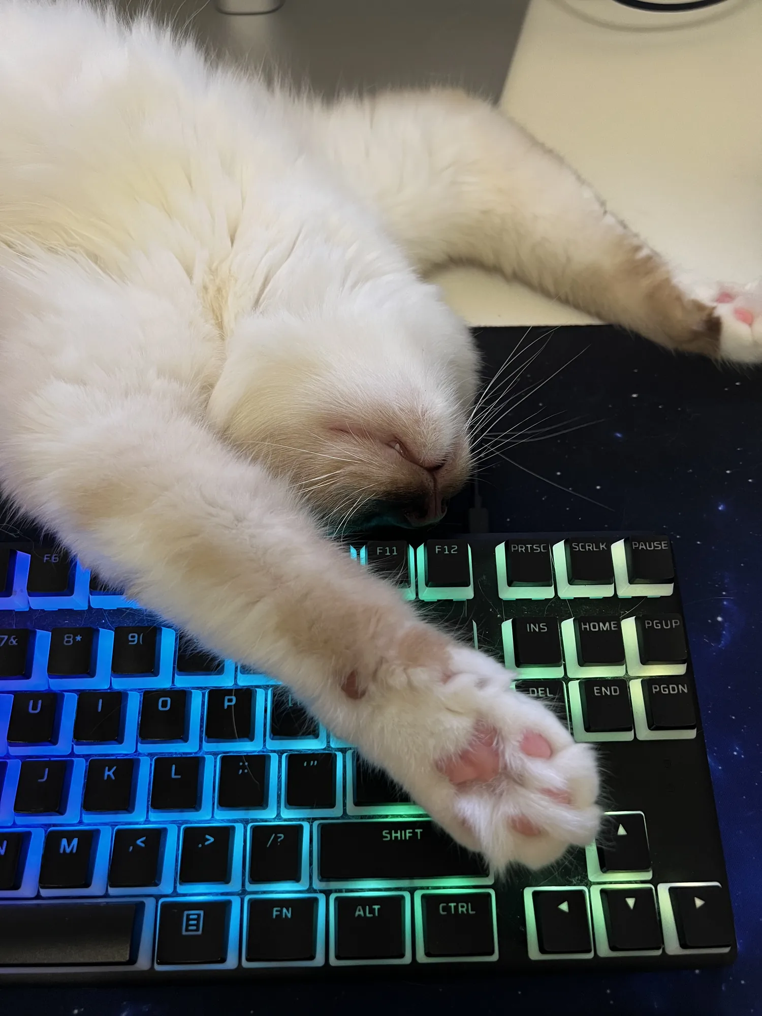 A Birman brother claiming the keyboard